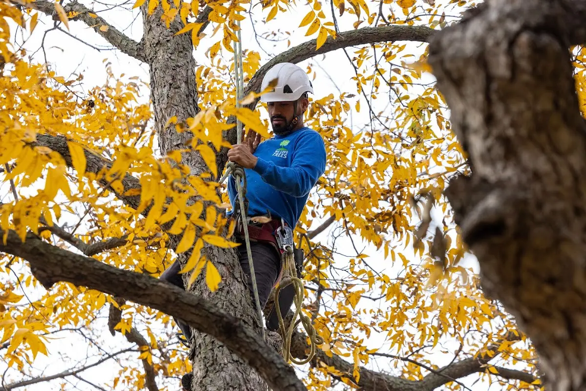 Skilled Tree Transplanting crew working in Long Island